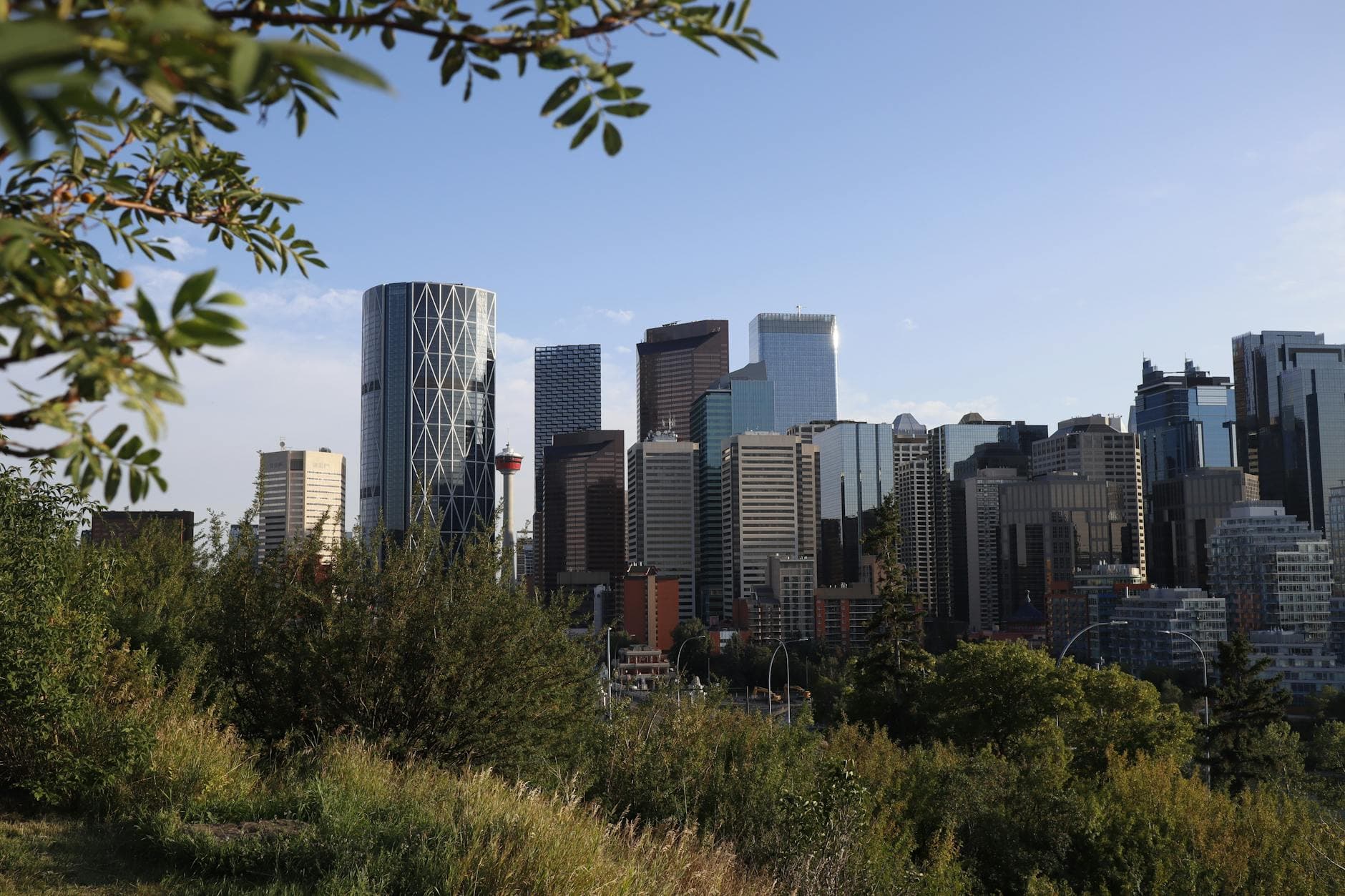 Calgary downtown skyline framed by greenery