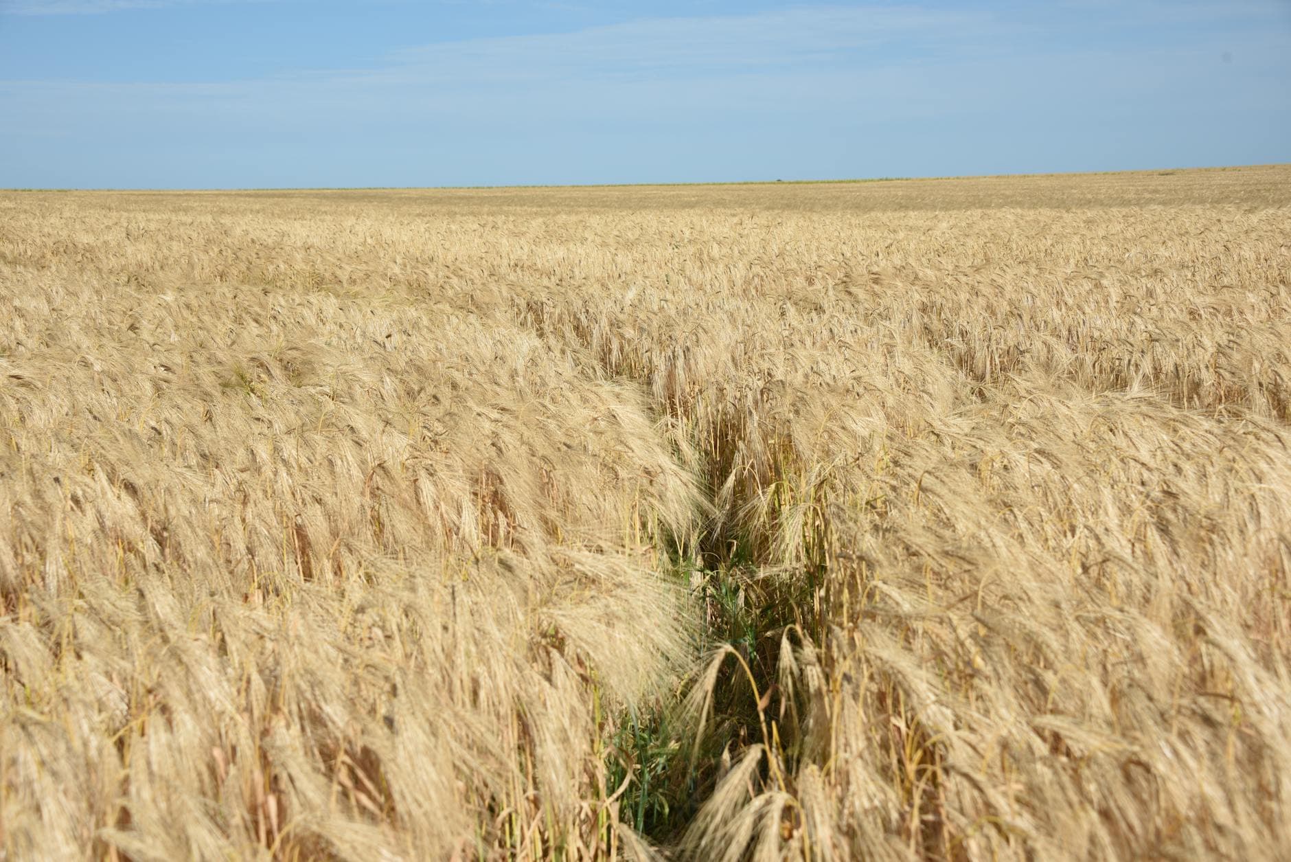 Golden wheat field under a clear prairie sky