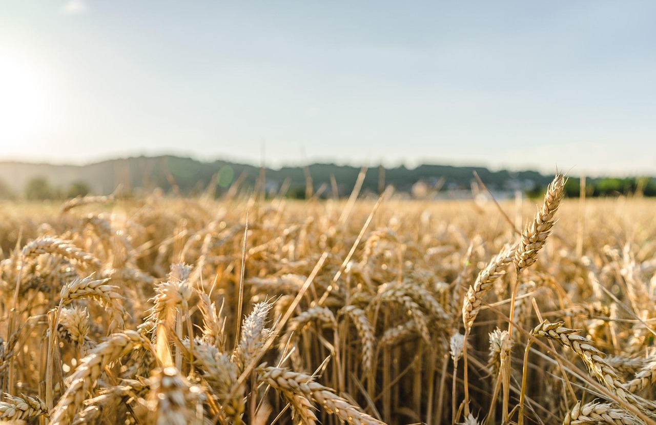 wheat field wheat field