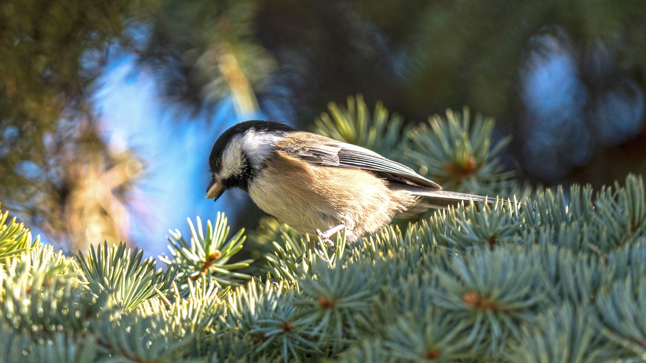 black cap chickadee birds sparrow