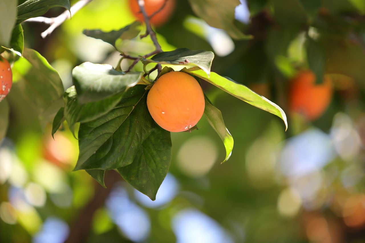 autumn persimmon persimmon tree