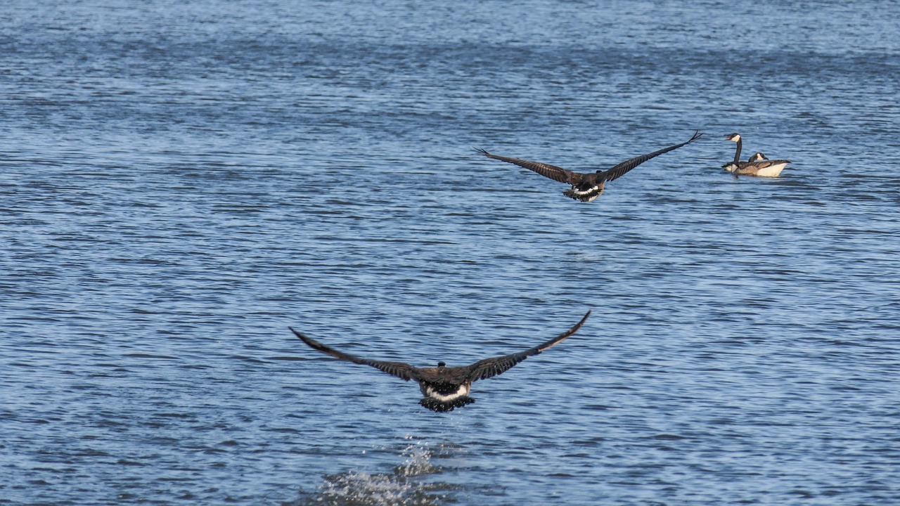 canada geese goose waterfowl