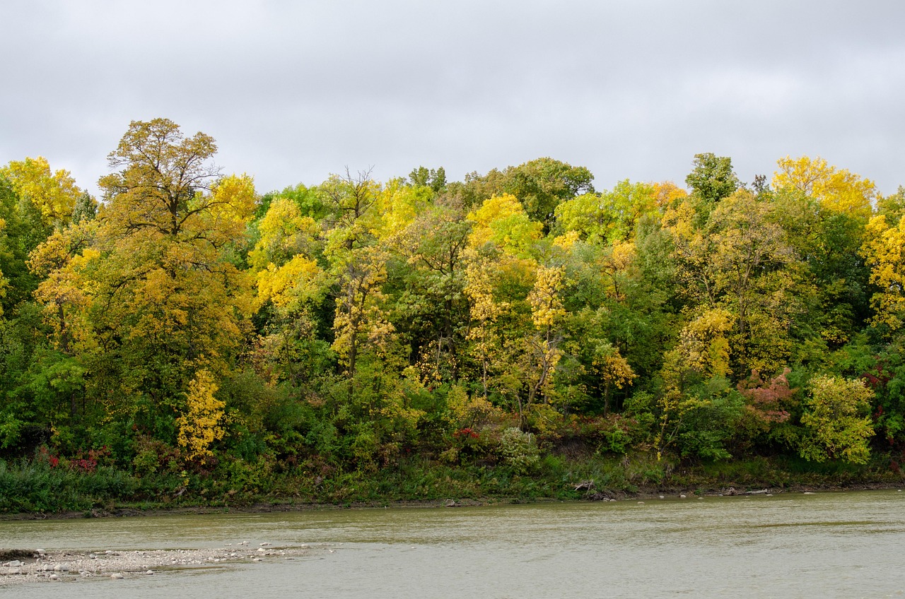river bank trees