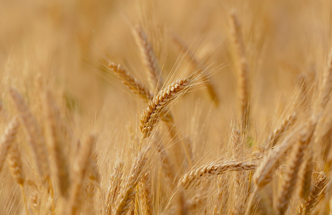 wheat field cereals