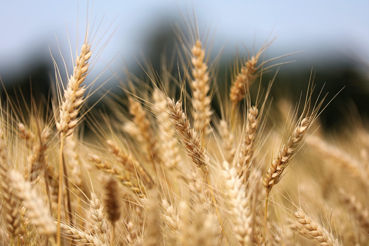 wheat agriculture crops