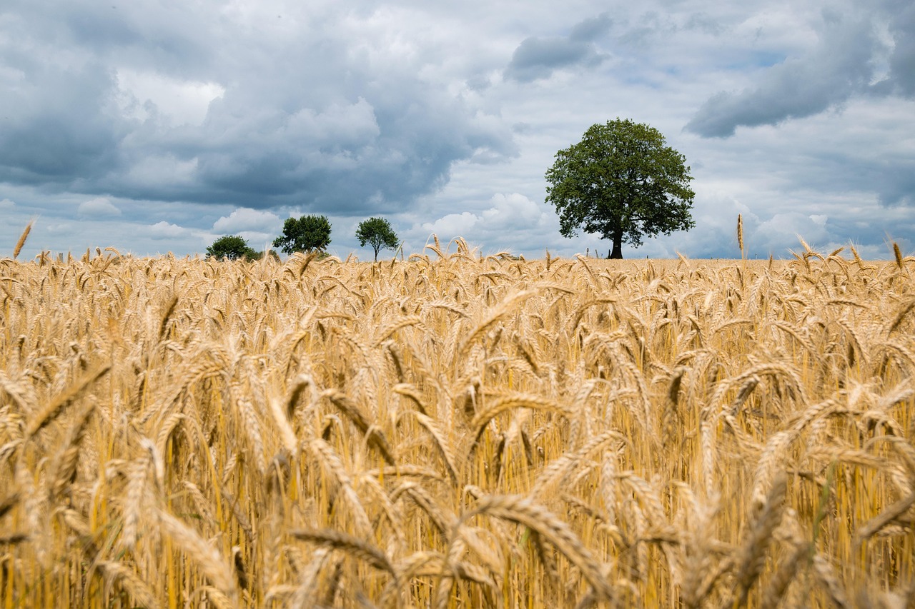 wheat field wheat field